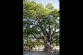 양주 황방리 느티나무 썸네일 이미지