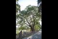양주 황방리 느티나무 썸네일 이미지
