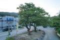 남양주 녹촌리 느티나무 썸네일 이미지