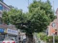 동변동 느티나무 전경 썸네일 이미지