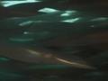 오징어의 다양한 변신 썸네일 이미지
