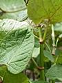 왕호장근 마디와 잎 썸네일 이미지