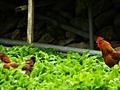 산채 재배지 사육 닭 썸네일 이미지