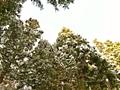 봉래폭포 삼나무 산림욕장 썸네일 이미지