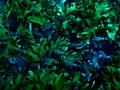 해조숲 속의 자리돔 썸네일 이미지