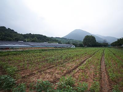 두양리 유물 산포지 썸네일 이미지