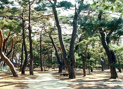 하동 송림 썸네일 이미지